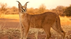 Pukotine - sofa lynx